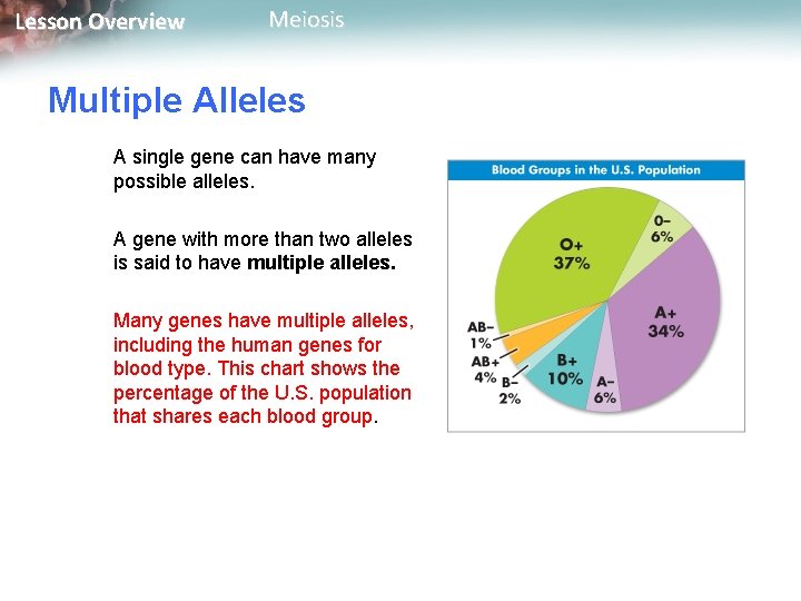 Lesson Overview Meiosis Multiple Alleles A single gene can have many possible alleles. A
