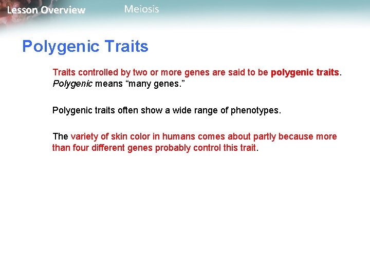 Lesson Overview Meiosis Polygenic Traits controlled by two or more genes are said to