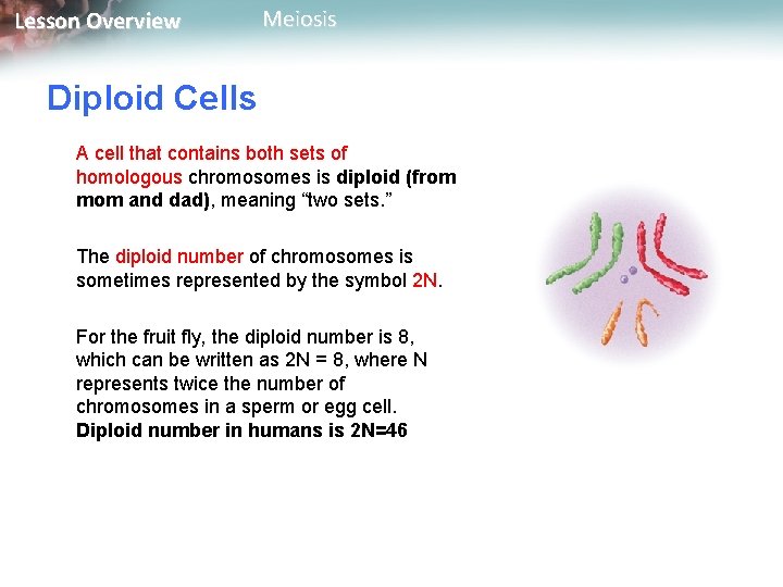 Lesson Overview Meiosis Diploid Cells A cell that contains both sets of homologous chromosomes