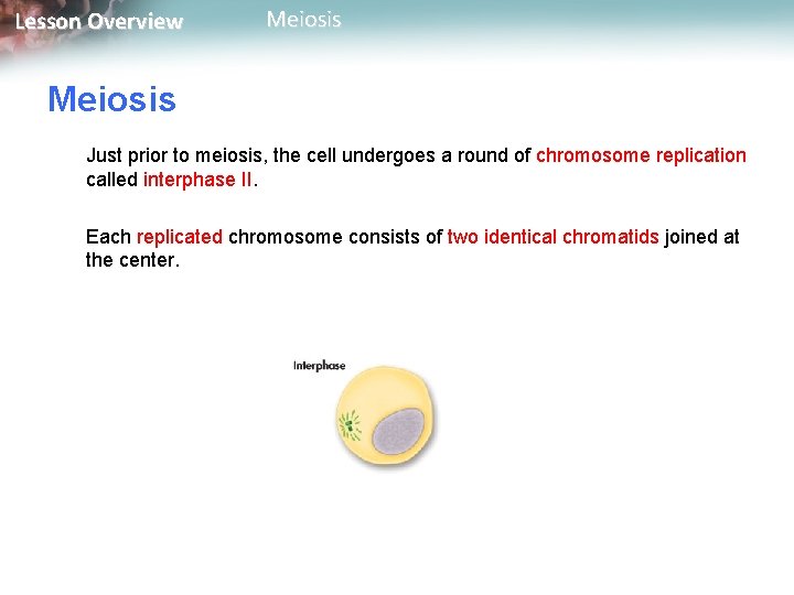 Lesson Overview Meiosis Just prior to meiosis, the cell undergoes a round of chromosome