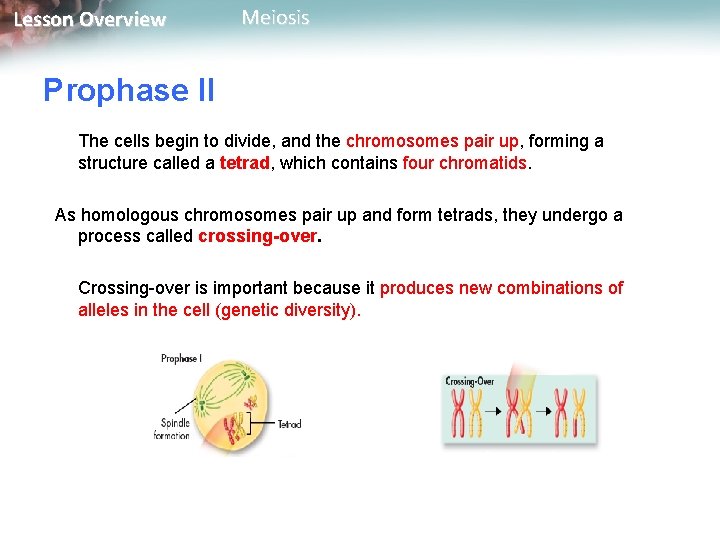 Lesson Overview Meiosis Prophase II The cells begin to divide, and the chromosomes pair