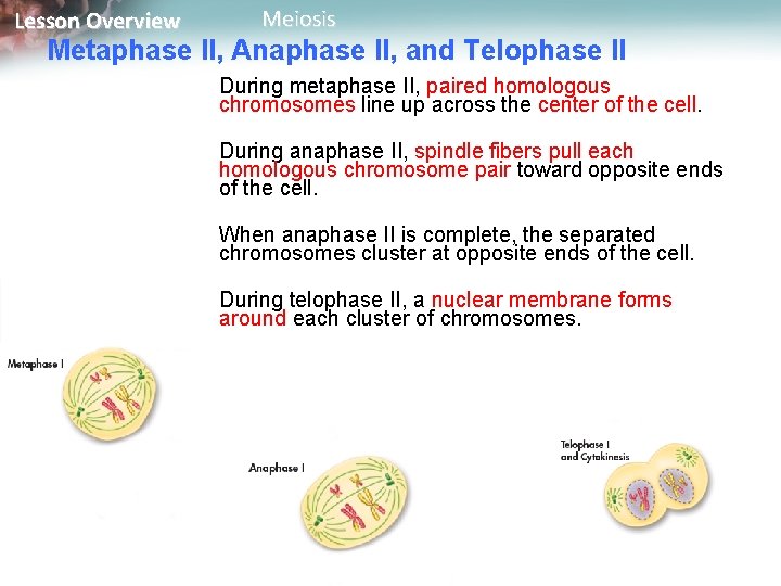 Lesson Overview Meiosis Metaphase II, Anaphase II, and Telophase II During metaphase II, paired