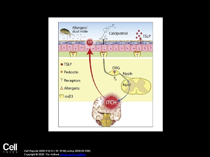 Cell Reports 2020 31 DOI: (10. 1016/j. celrep. 2020. 036) Copyright © 2020 The