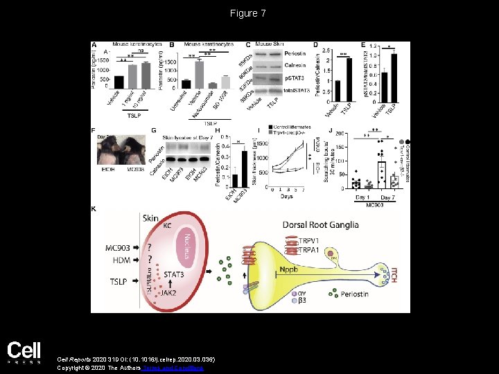 Figure 7 Cell Reports 2020 31 DOI: (10. 1016/j. celrep. 2020. 036) Copyright ©