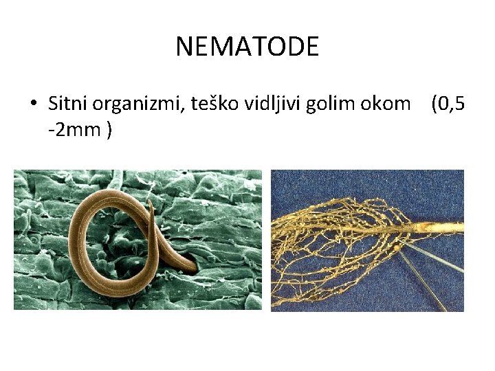 NEMATODE • Sitni organizmi, teško vidljivi golim okom (0, 5 -2 mm ) 