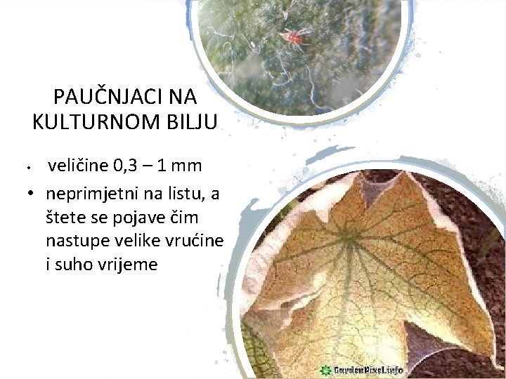 PAUČNJACI NA KULTURNOM BILJU veličine 0, 3 – 1 mm • neprimjetni na listu,