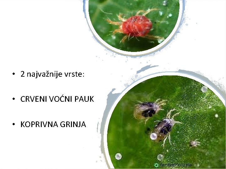  • 2 najvažnije vrste: • CRVENI VOĆNI PAUK • KOPRIVNA GRINJA 