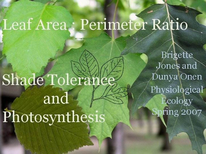 Leaf Area : Perimeter Ratio Shade Tolerance and Photosynthesis Brigette Jones and Dunya Onen