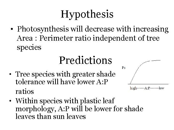 Hypothesis • Photosynthesis will decrease with increasing Area : Perimeter ratio independent of tree