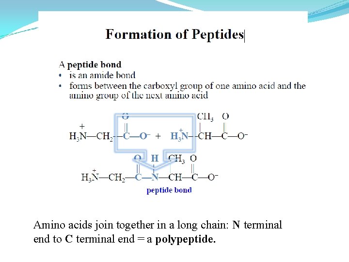 Amino acids join together in a long chain: N terminal end to C terminal