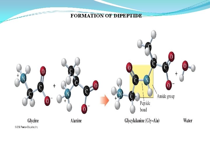 FORMATION OF DIPEPTIDE 