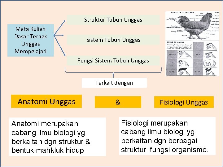 Struktur Tubuh Unggas Mata Kuliah Dasar Ternak Unggas Mempelajari Sistem Tubuh Unggas Fungsi Sistem