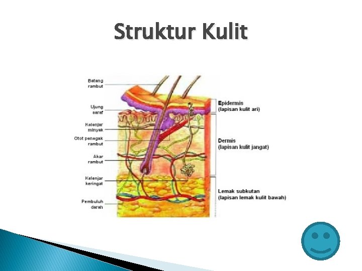 Struktur Kulit 