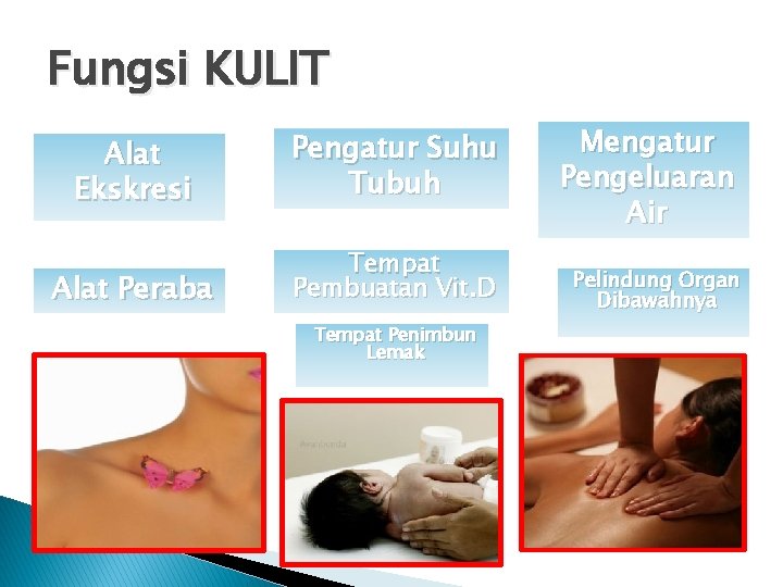 Fungsi KULIT Alat Ekskresi Pengatur Suhu Tubuh Alat Peraba Tempat Pembuatan Vit. D Tempat