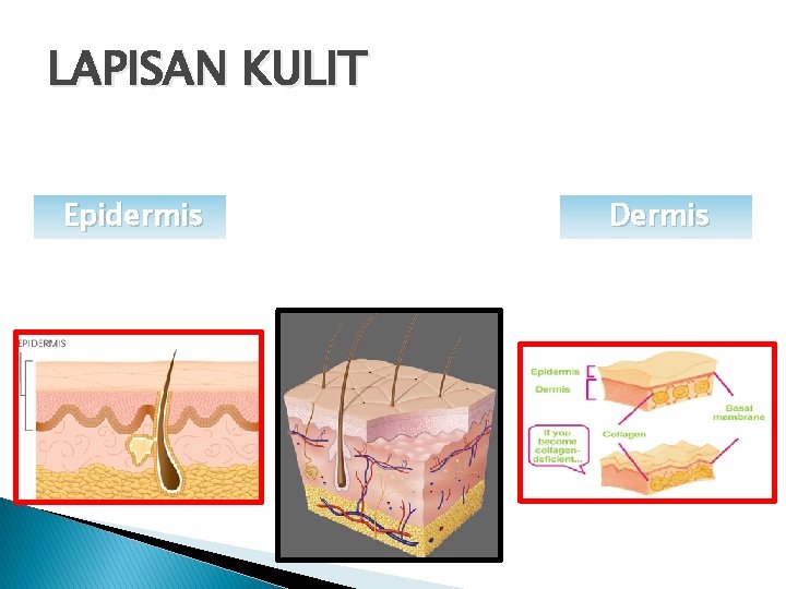 LAPISAN KULIT Epidermis Dermis 