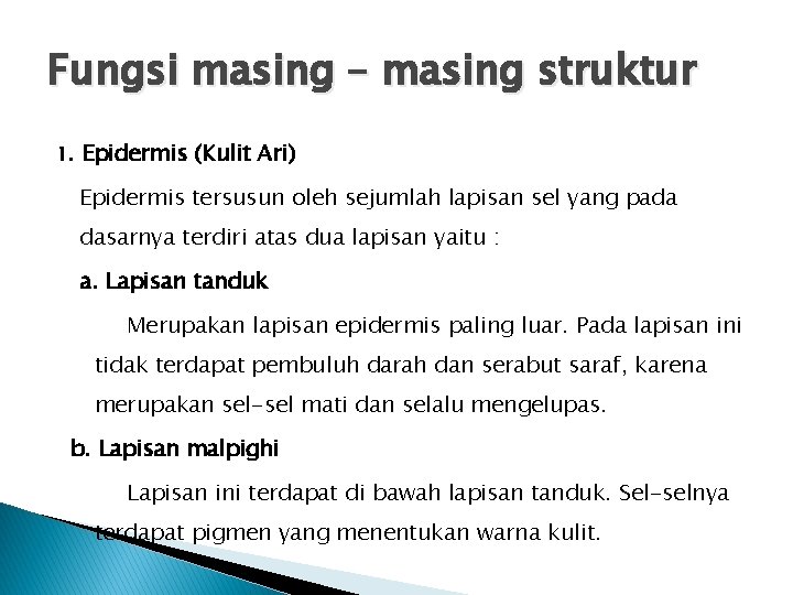 Fungsi masing – masing struktur 1. Epidermis (Kulit Ari) Epidermis tersusun oleh sejumlah lapisan