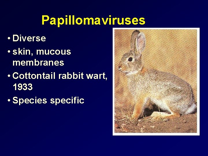Papillomaviruses • Diverse • skin, mucous membranes • Cottontail rabbit wart, 1933 • Species