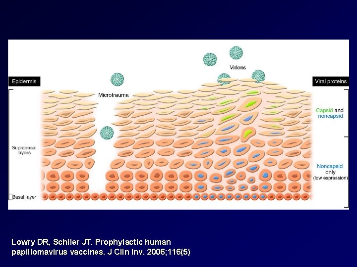 Lowry DR, Schiler JT. Prophylactic human papillomavirus vaccines. J Clin Inv. 2006; 116(5) 