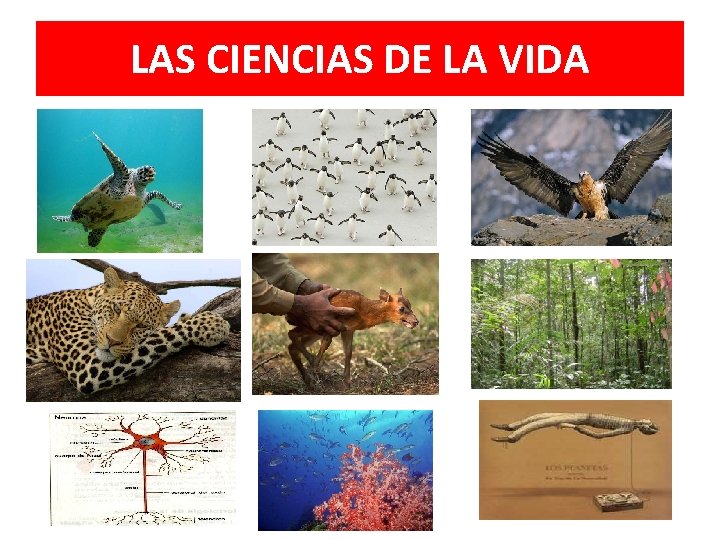 LAS CIENCIAS DE LA VIDA 