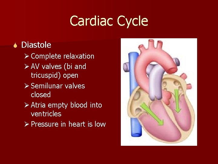 Cardiac Cycle S Diastole Ø Complete relaxation Ø AV valves (bi and tricuspid) open