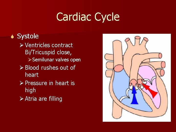 Cardiac Cycle S Systole Ø Ventricles contract Bi/Tricuspid close, Ø Semilunar valves open Ø