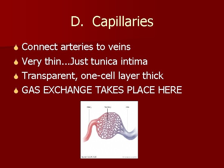 D. Capillaries Connect arteries to veins S Very thin. . . Just tunica intima