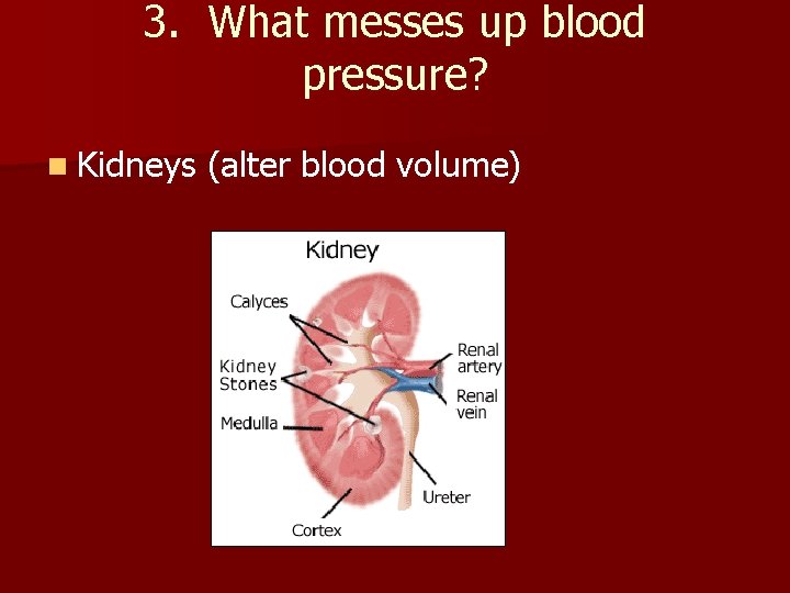 3. What messes up blood pressure? n Kidneys (alter blood volume) 