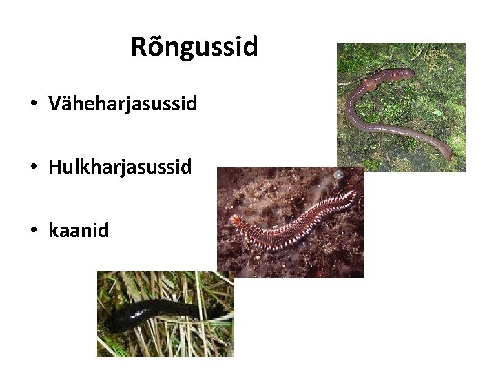 Rõngussid • Väheharjasussid • Hulkharjasussid • kaanid 