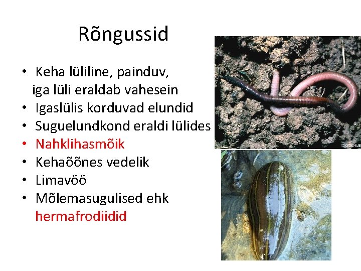 Rõngussid • Keha lüliline, painduv, iga lüli eraldab vahesein • Igaslülis korduvad elundid •