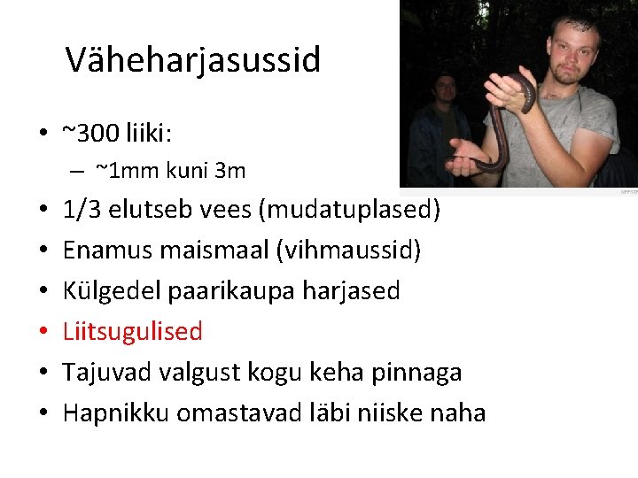 Väheharjasussid • ~300 liiki: – ~1 mm kuni 3 m • • • 1/3