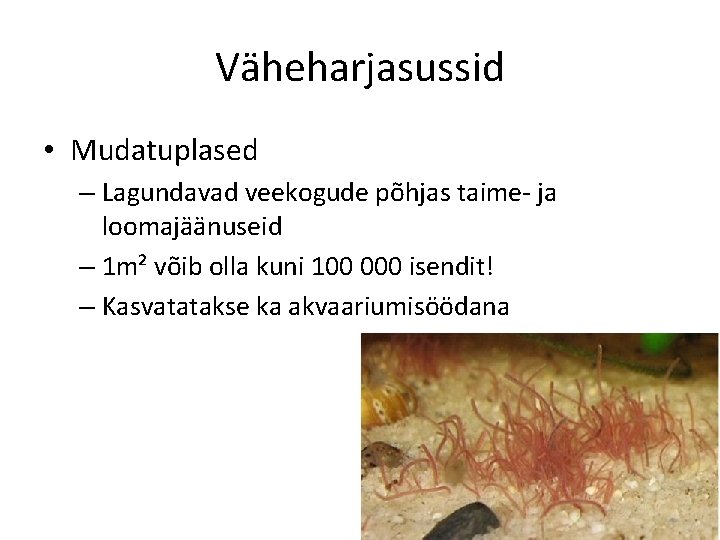 Väheharjasussid • Mudatuplased – Lagundavad veekogude põhjas taime- ja loomajäänuseid – 1 m² võib