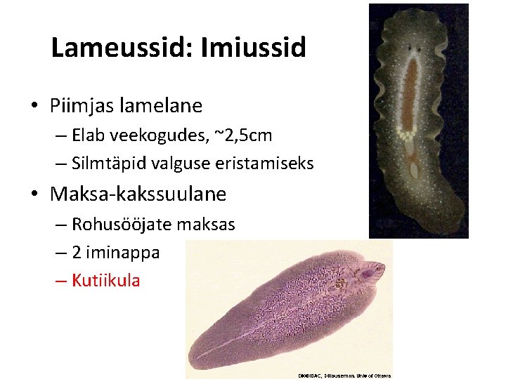 Lameussid: Imiussid • Piimjas lamelane – Elab veekogudes, ~2, 5 cm – Silmtäpid valguse