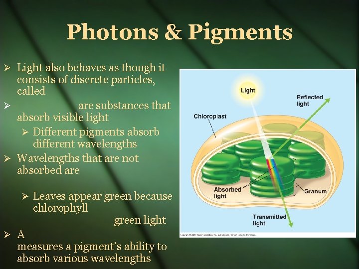 Photons & Pigments Light also behaves as though it consists of discrete particles, called