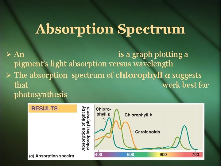 Absorption Spectrum An is a graph plotting a pigment’s light absorption versus wavelength The