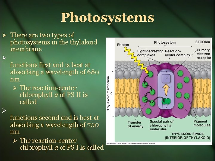 Photosystems There are two types of photosystems in the thylakoid membrane functions first and