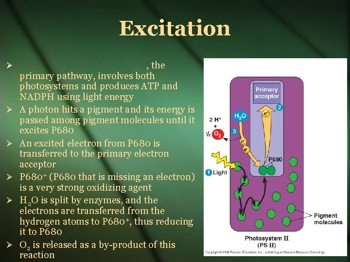 Excitation , the primary pathway, involves both photosystems and produces ATP and NADPH using