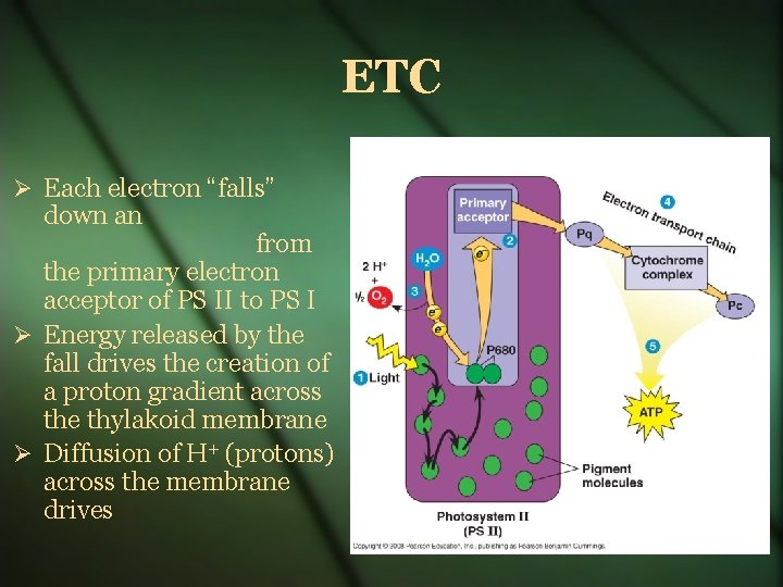 ETC Each electron “falls” down an from the primary electron acceptor of PS II