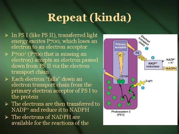 Repeat (kinda) In PS I (like PS II), transferred light energy excites P 700,