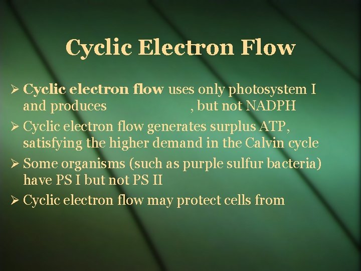 Cyclic Electron Flow Cyclic electron flow uses only photosystem I and produces , but