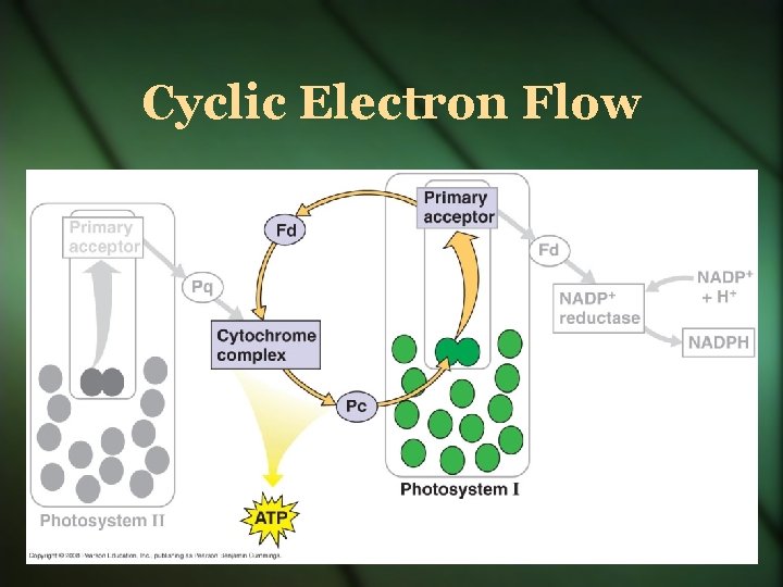 Cyclic Electron Flow 