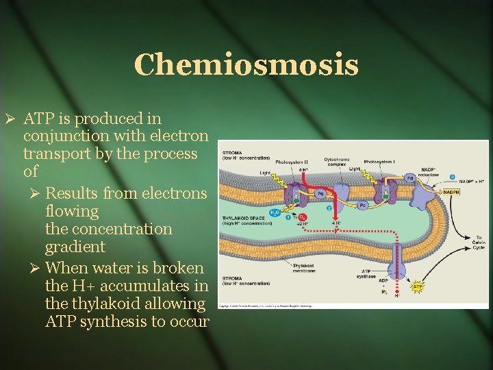 Chemiosmosis ATP is produced in conjunction with electron transport by the process of Results