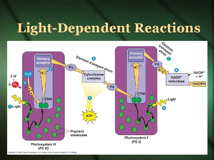 Light-Dependent Reactions 