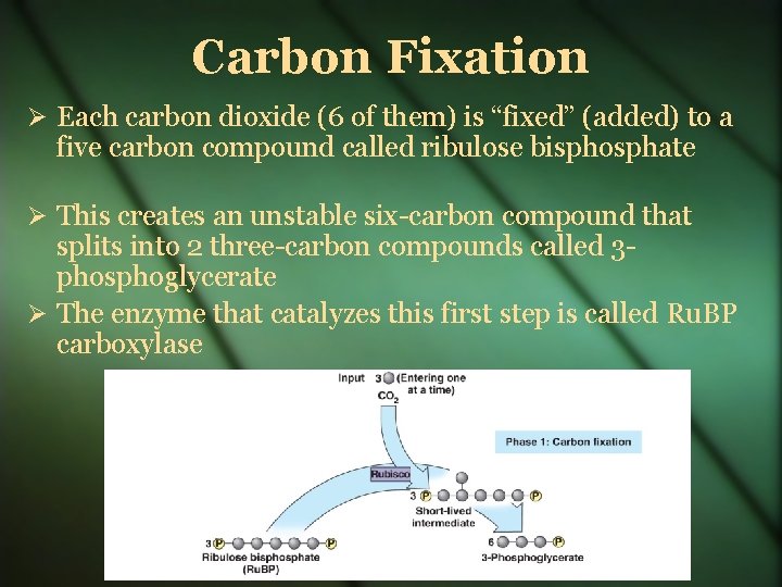 Carbon Fixation Each carbon dioxide (6 of them) is “fixed” (added) to a five