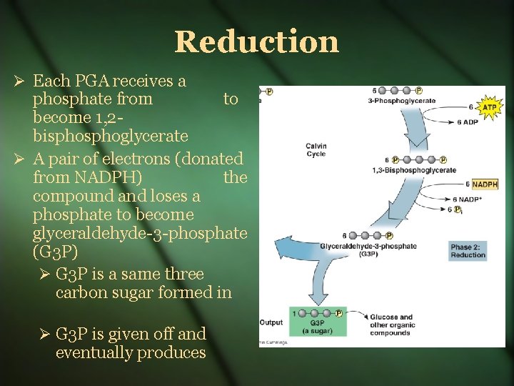 Reduction Each PGA receives a phosphate from to become 1, 2 bisphoglycerate A pair