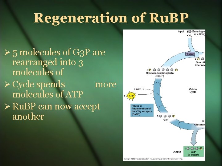 Regeneration of Ru. BP 5 molecules of G 3 P are rearranged into 3