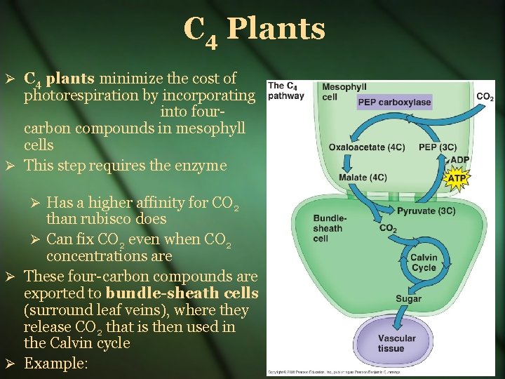 C 4 Plants C 4 plants minimize the cost of photorespiration by incorporating into