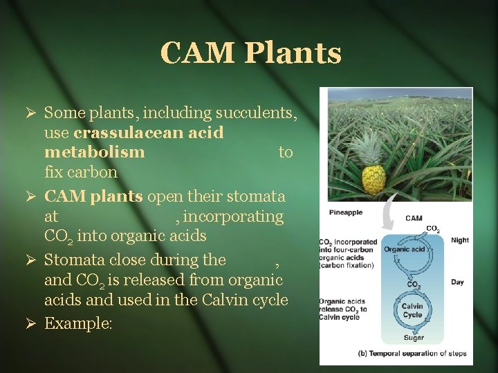 CAM Plants Some plants, including succulents, use crassulacean acid metabolism to fix carbon CAM