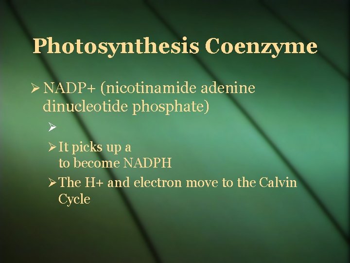 Photosynthesis Coenzyme NADP+ (nicotinamide adenine dinucleotide phosphate) It picks up a to become NADPH