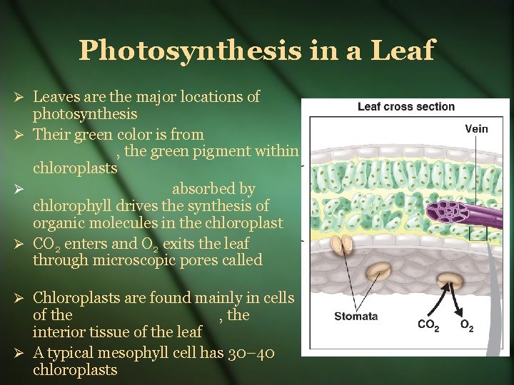 Photosynthesis in a Leaf Leaves are the major locations of photosynthesis Their green color