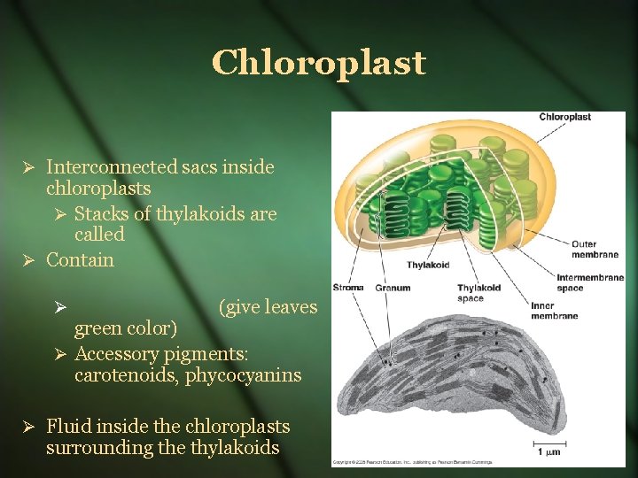 Chloroplast Interconnected sacs inside chloroplasts Stacks of thylakoids are called Contain (give leaves green